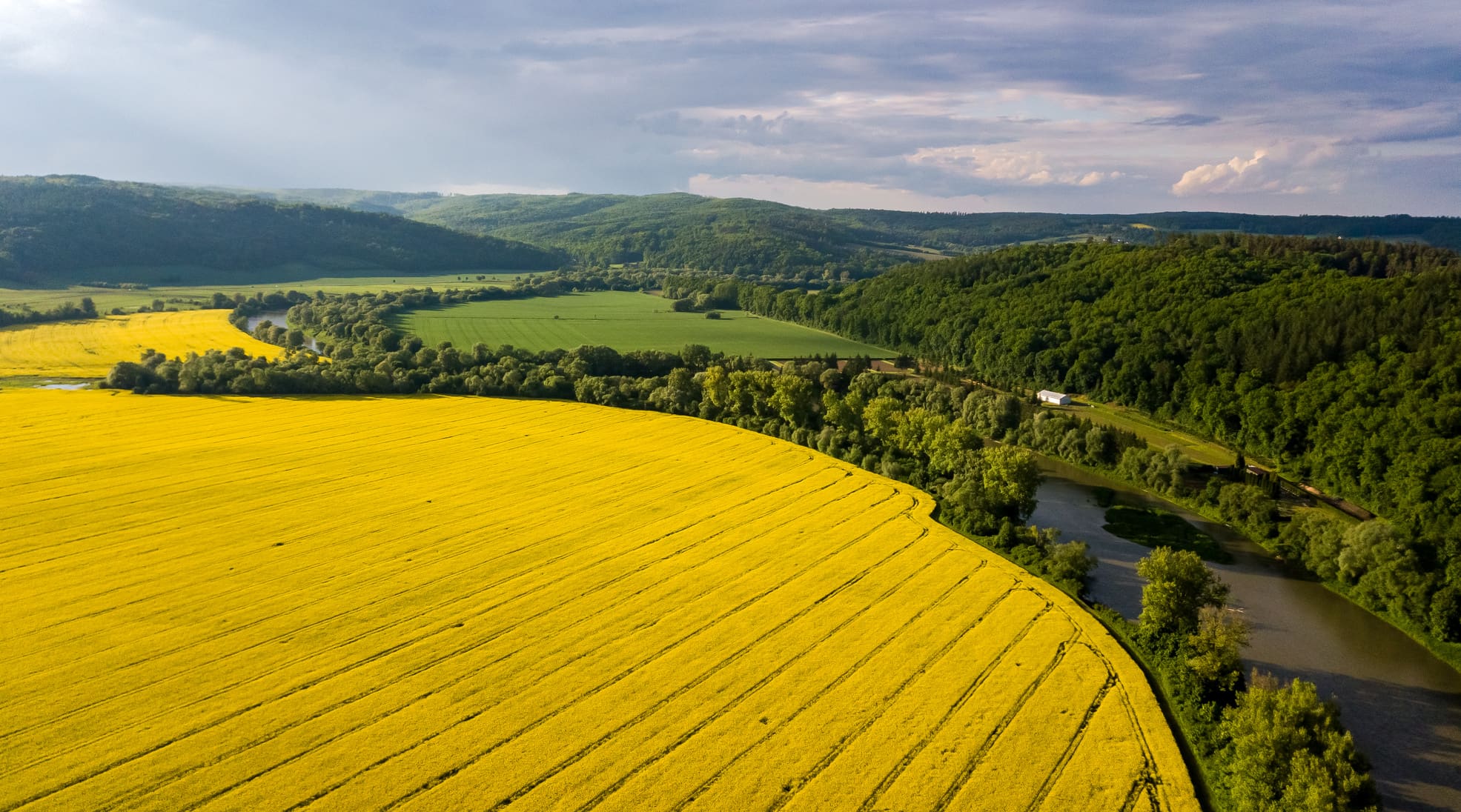 Pola rzepaku nad doliną Sanu na Pogórzu Dynowsko-Przemyskim